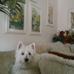 Westie Decor: Bringing the Charm of the West Highland White Terrier into Your Home