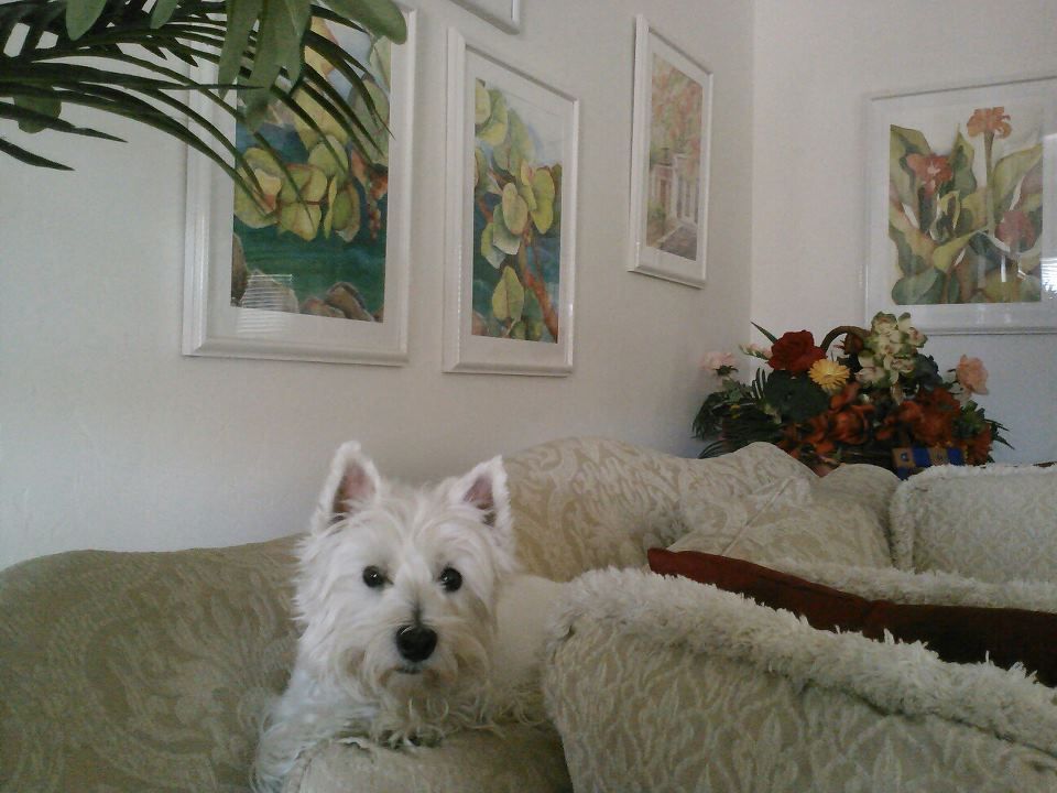 Westie Decor: Bringing the Charm of the West Highland White Terrier into Your Home
